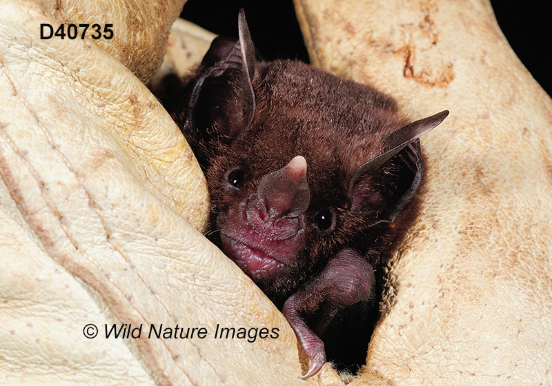 Carollia perspicillata, Seba's Short-tailed Bat